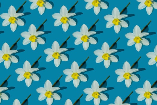 Flowers yellow narcissus background. White and yellow daffodil. Floral concept. photo