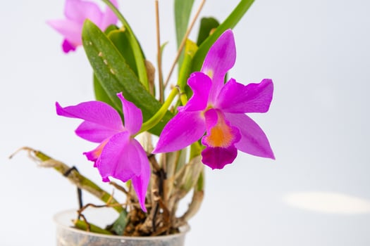 Orchid Cattleya home flower. Large pink purple buds. Flowering of a rare variety of orchids. photo