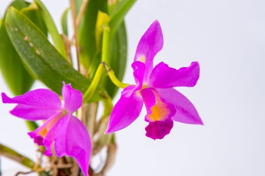 Orchid Cattleya home flower. Large pink purple buds. Flowering of a rare variety of orchids. photo