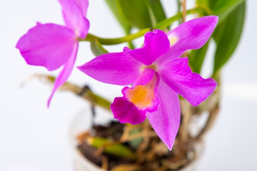 Orchid Cattleya home flower. Large pink purple buds. Flowering of a rare variety of orchids. photo
