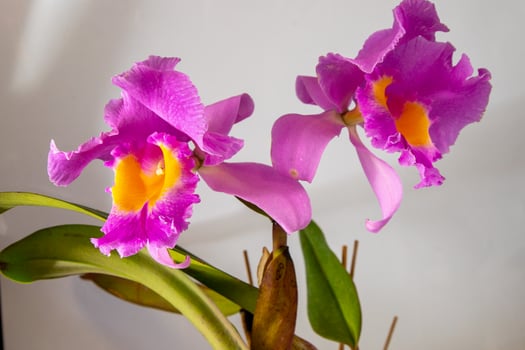 Orchid Cattleya Blc. Trium Phal Coronation Seto home flower. Large pink purple buds. Flowering of a rare variety of orchids. photo