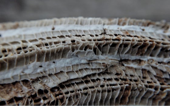 Mushroom texture, close-up of a mushroom. Natural background photo