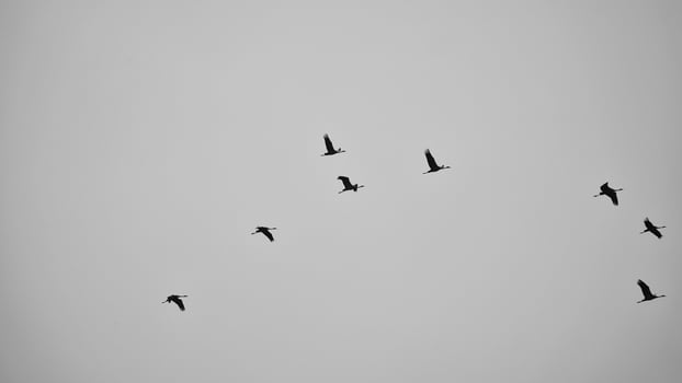 Cranes fly in V formation in the sky. Migratory birds on the Darss. black white photo