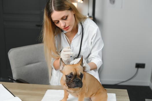 Female Vet Examining French Bulldog photo