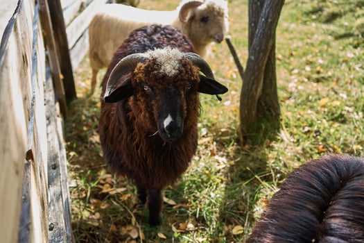 Sheep showing curiosity in village photo