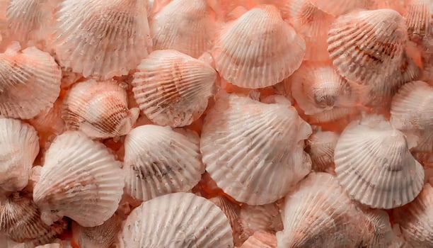 Close-up bunch of shells. Monochrome pink tone. photo