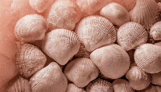Close-up bunch of shells. Monochrome pink tone. photo