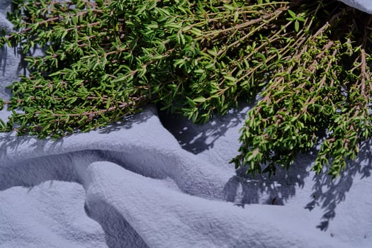 Fresh green thyme on a blue fabric background. photo