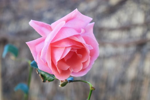 The spring roses photo