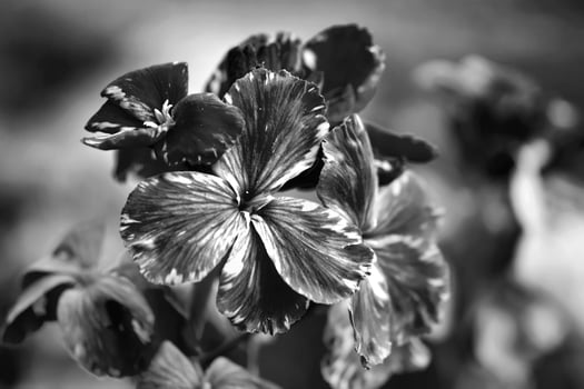 Black and white view of spring flowers of Erysimum cheiri  also known as the Wallflower photo