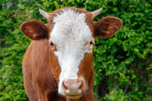 A young brown calf, cow, looking at the camera photo