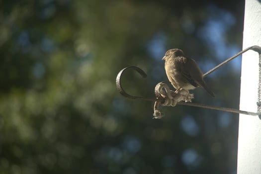 Bird on my window photo