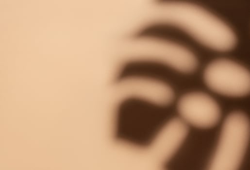 Shadows from monstera leaves photo