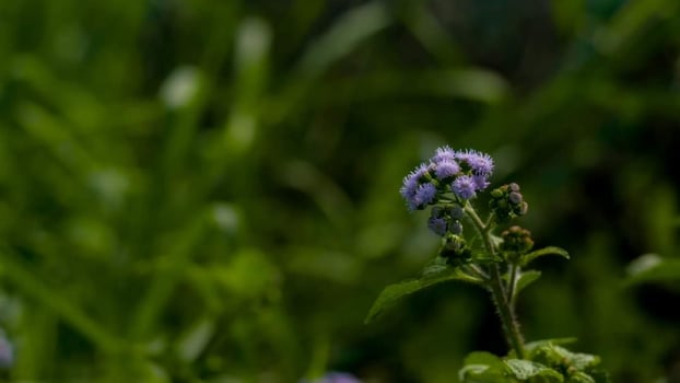 Beautiful blooming flower in garden photo