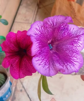 Beautiful blooming flower in garden photo