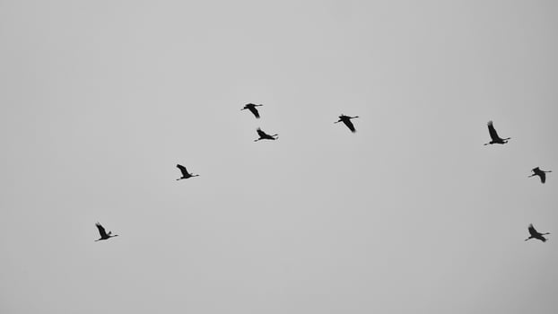 Cranes fly in V formation in the sky. Migratory birds on the Darss. black white photo