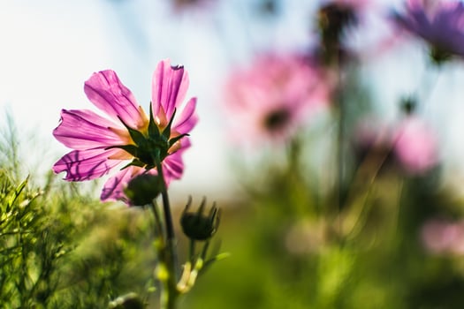 Cosmos flowers in a pretty meadow, cosmos bipinnatus or Mexican aster, daisy family asteraceae photo