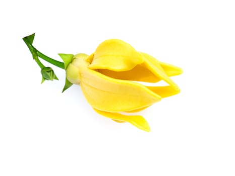 fragrant flowers of climbing ylang-ylang photo