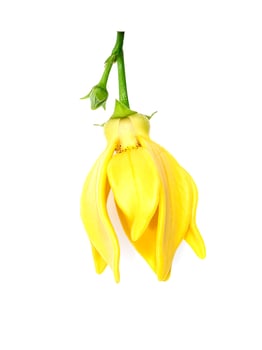 fragrant flowers of climbing ylang-ylang photo