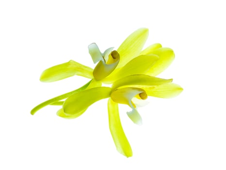 Yellow Cymbidium finlaysonianum flower. photo