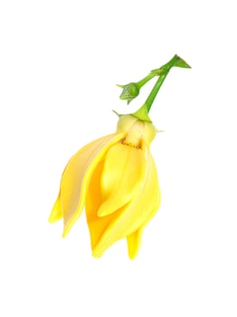 fragrant flowers of climbing ylang-ylang photo
