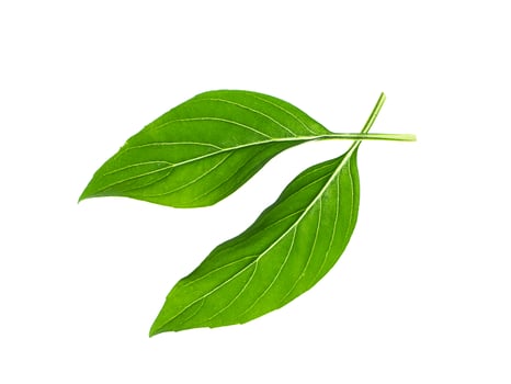 Sweet Basil on white background. photo