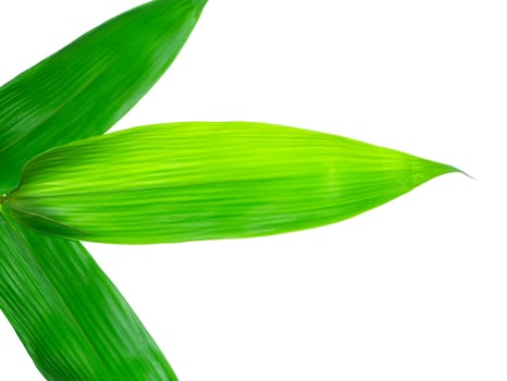 Bamboo leaves on white background photo