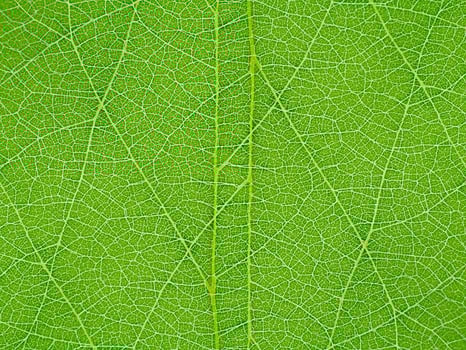 Close up green leaf. photo