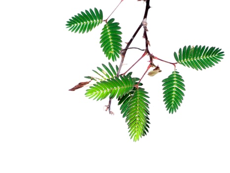 Close up of Sensitive plant leaves. photo