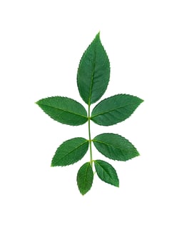 Close up green leaf of rose tree. photo