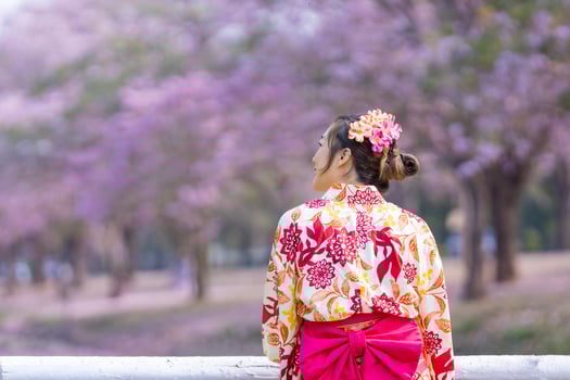 Back of Japanese woman in traditional kimono dress is looking at the view of sakura flower tree in the park at cherry blossom spring festival with copy space photo