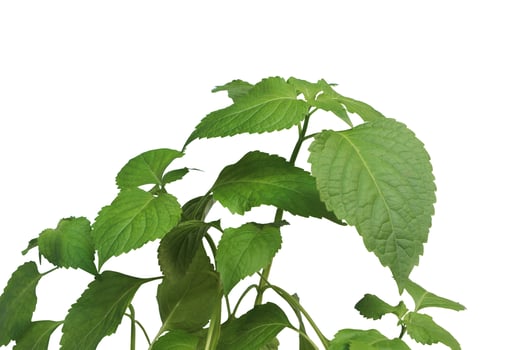 Cuminum cyminum cumin isolated on white background with clipping path. Natural green leaf. Fresh herbs in the garden. photo