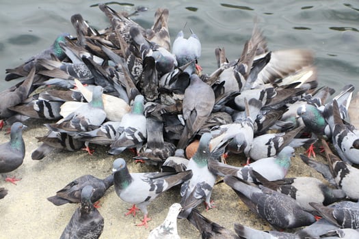 Pigeon eating food on concrete floor. photo