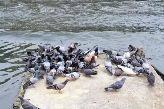 Pigeon eating food on concrete floor. photo