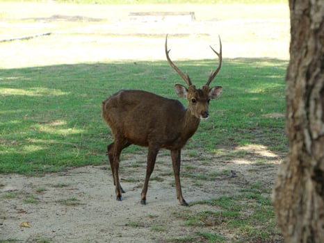 Red deer standing in the grass. photo