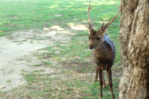 Red deer standing in the grass. photo