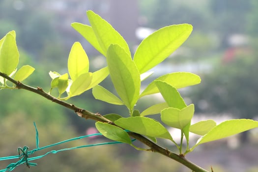 Fresh lime leaves glowing in sunlight on branch. photo