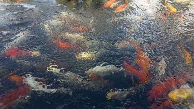 Fish water nature japanese carp koi animal pond garden japan red lake background aquatic outdoor beautiful orange swim asia goldfish duck asian pet green yellow landscape pool park waterfall tranquil photo