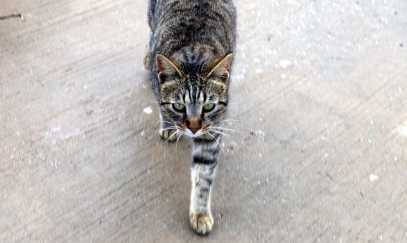 Stray and stray cat on the street in Tel Aviv. photo
