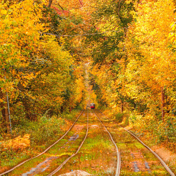 Autumn forest through which an old tram rides Ukraine photo