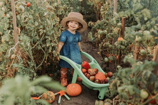 girl harvesting crop of vegetables and fruits and puts it in garden wheelbarrow. autumn concept photo