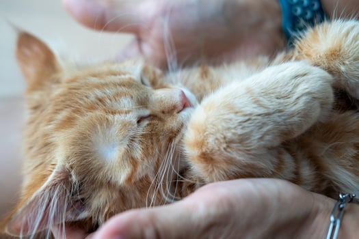 Female hands playing with an orange kitten photo