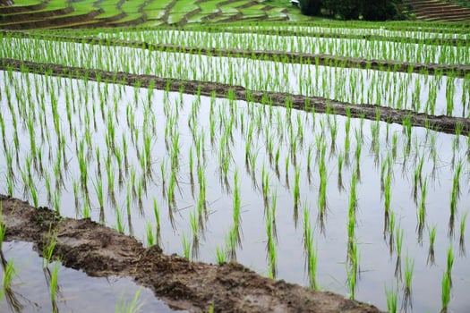 Landscape on terraced newly planted paddy rice fields on mountain with foggy in the countryside, Chiangmai Province of Thailand. Travel in greenery tropical rainy season concept photo