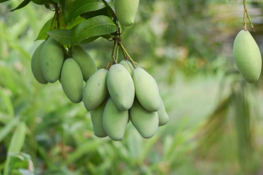 mango fruit on tree in orchard photo