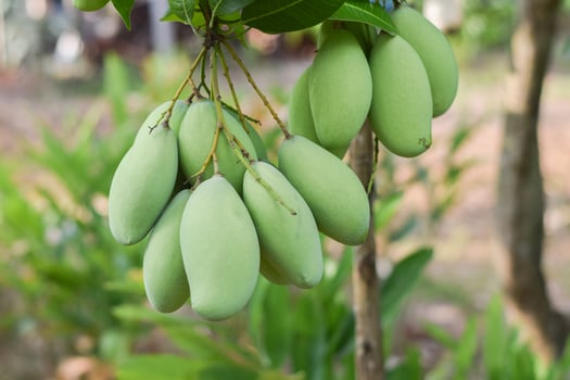 mango fruit on tree in orchard photo