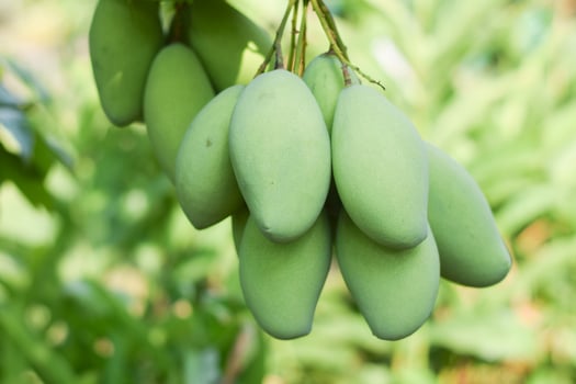 mango fruit on tree in orchard photo
