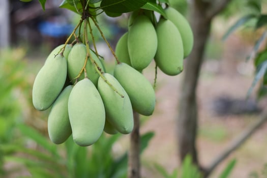 mango fruit on tree in orchard photo