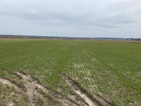 Fields sown with green manure before planting crops photo