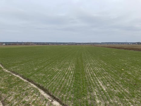 Fields sown with green manure before planting crops photo