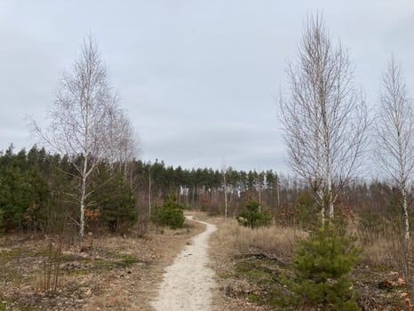 Young forest before the spring photo